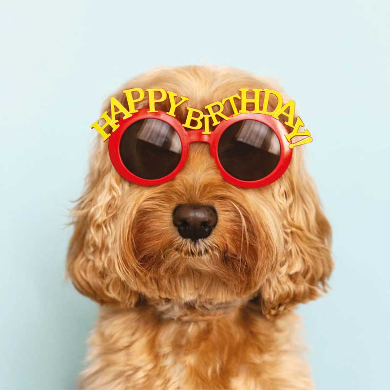 A dog wearing sunglasses with the words happy birthday